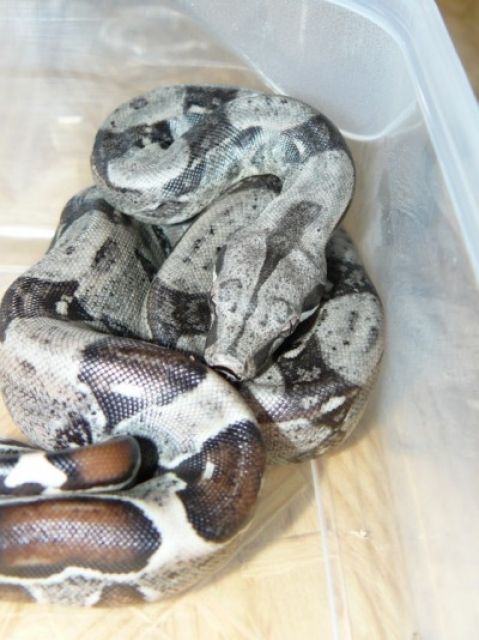 Boa constrictor ENZ07 - Reptilien - Chemnitz