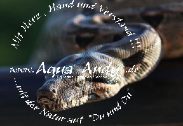 Boa constrictor - Terrarien - Volkach