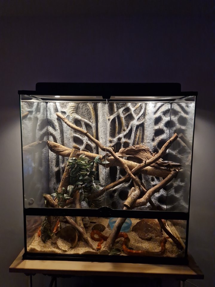 Drei Kornnattern ungefähr 2 Jahre alt. Mit Terrarium und Technik - Reptilien - Lengede