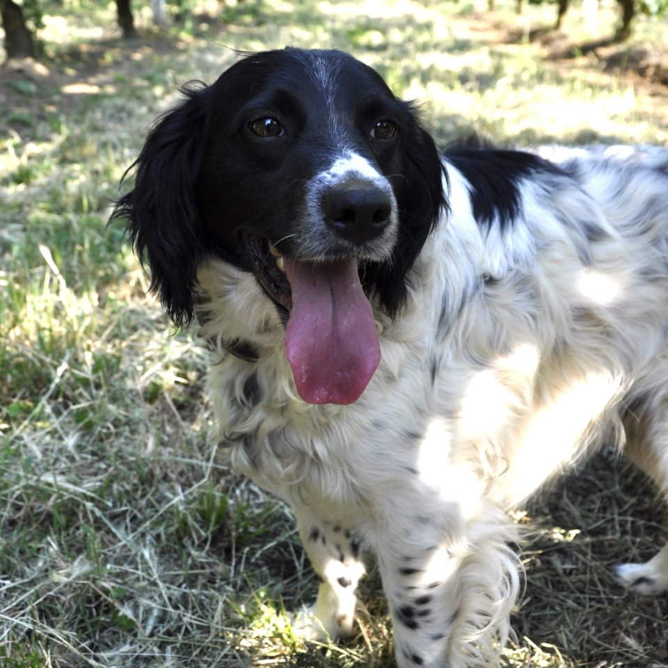 Angel / Status: sucht ein Zuhause - Hunde - Krefeld