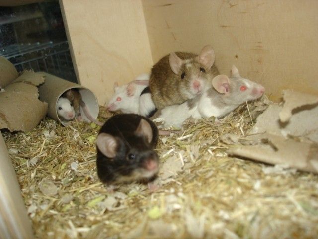 4 Mäuseweibchen - Maeuse - 
