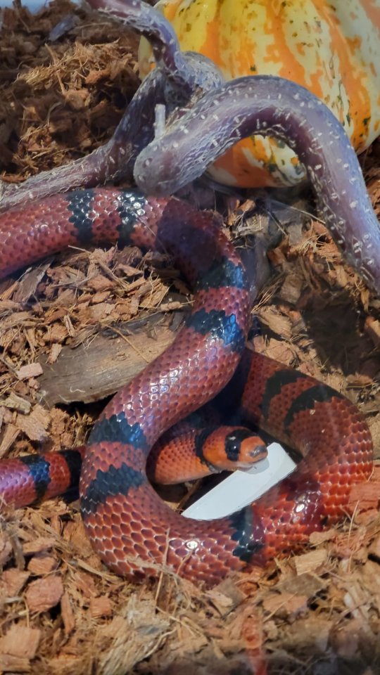 Königsnatter Königs Natter Könignatter einzelne Natter suchen dringend Zuhause N - Reptilien - Berching