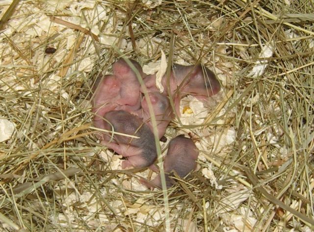 Dsungarische Zwerghamster abzugeben - Hamster - Marl
