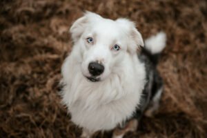DRINGENDER NOTFALL - MYLINO - männlich  2 Jahre  58 cm  30 kg  Australian Shephe - Hunde - Lauf an der Pegnitz