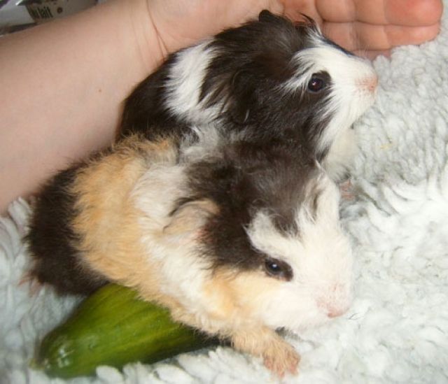 RMS Abzugeben 5 Schweinchen suchen schönes zu hause - Meerschweinchen - dörentrup