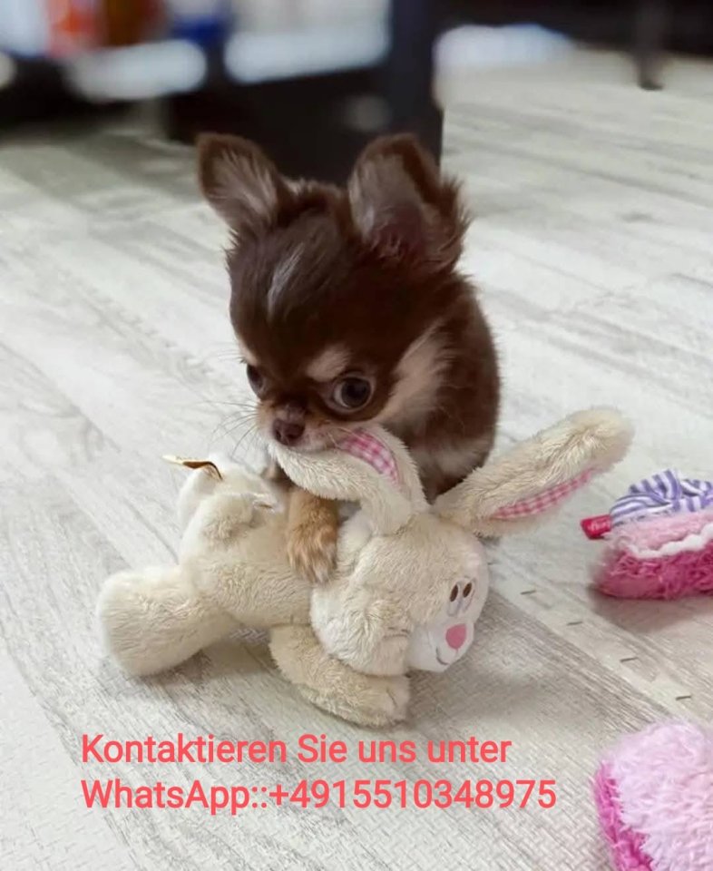 Chihuahua Welpen ,reinrassig, liebevoll aufgezogen - Hunde - Bielefeld