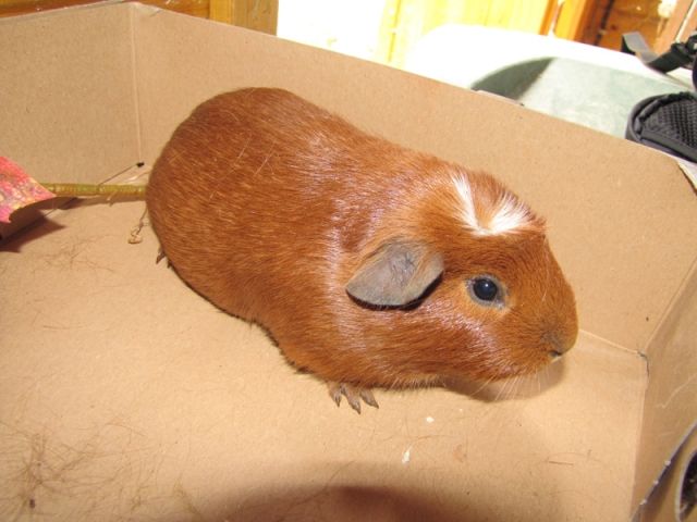 1,2 American-/Englisch Crested Tiere abzugeben - Meerschweinchen - Nittenau