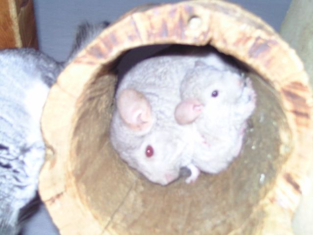 Junge Chinnchillas zum abgeben - Nagetiere Allgemein - Renchen