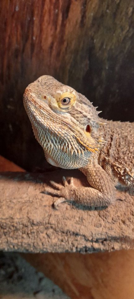 Bartagame mit Terrarium - Reptilien - Bergzow