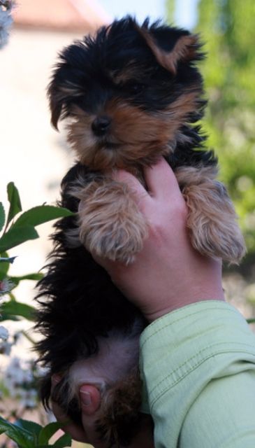 Süße Yorkshire Terrier Welpen, Rüden, ohne Papiere suchen ein zu Hause - Hunde - Gransee