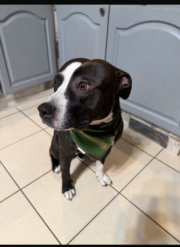 American Staffordshire Terrier - Hunde - Damme 