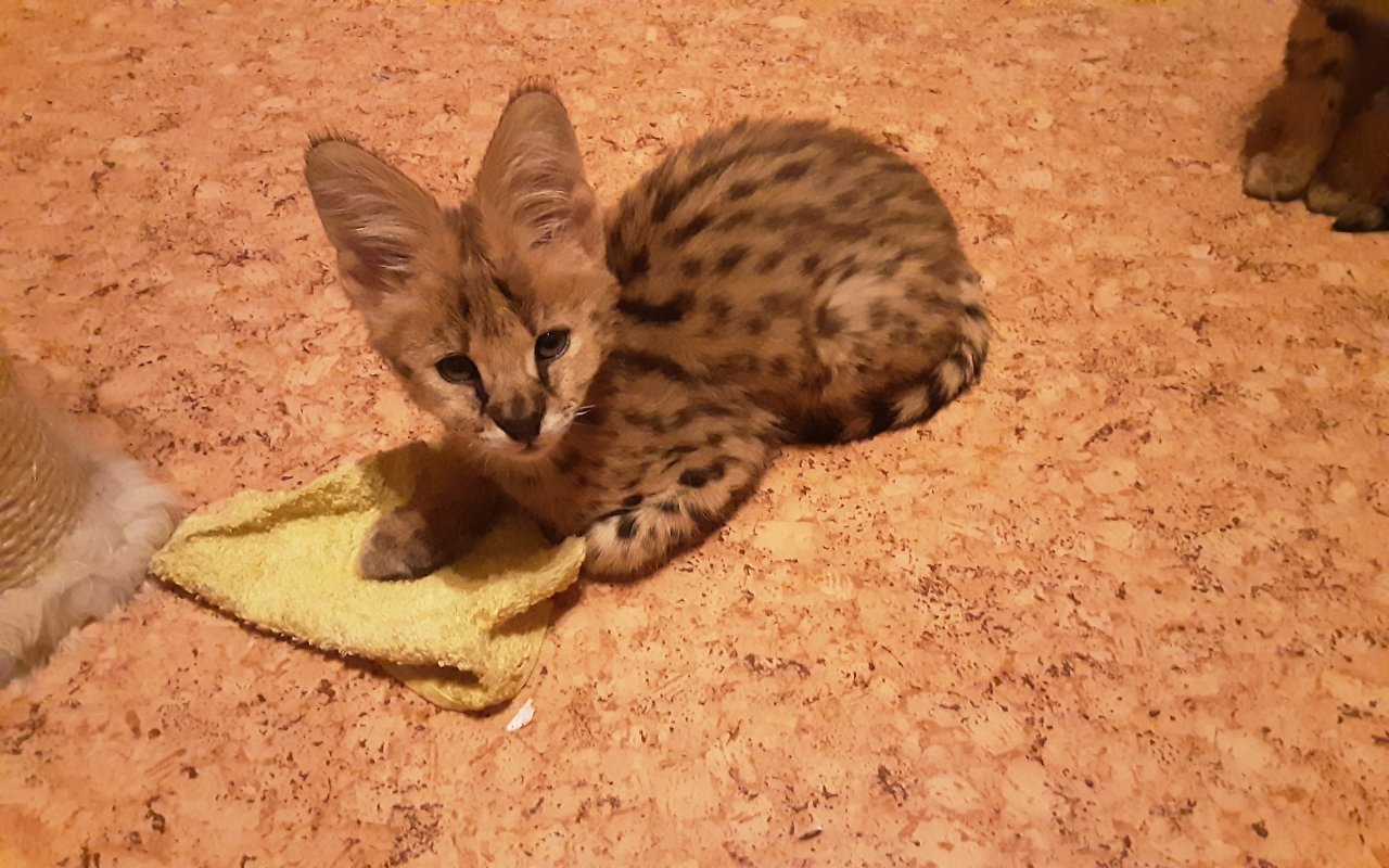 Serval Jungtier reinrassig - Katzen - Johanngeorgenstadt