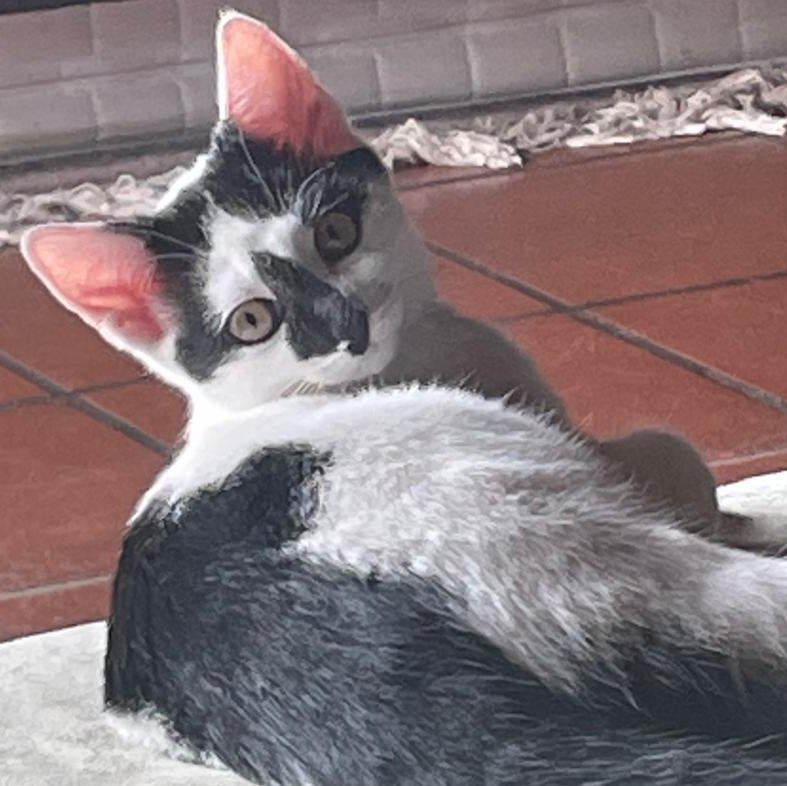 KÄTCHEN - weiblich  14 Wochen  europäische Kurzhaar  Gechipt - Katzen - Lauf an der Pegnitz