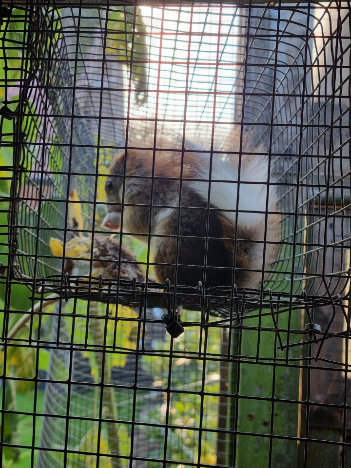 Suche europäische Eichhörnchen - Nagetiere - Goldenstedt