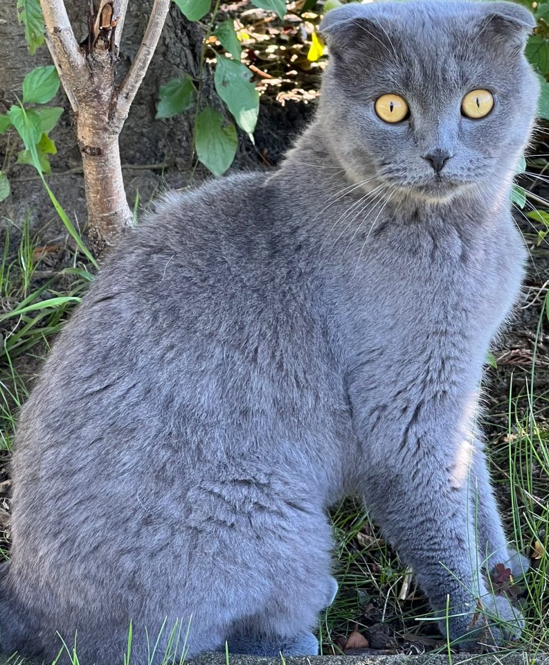 // Liebevolles Paar sucht eine neues Zuhause // - Katzen - Kutzenhausen