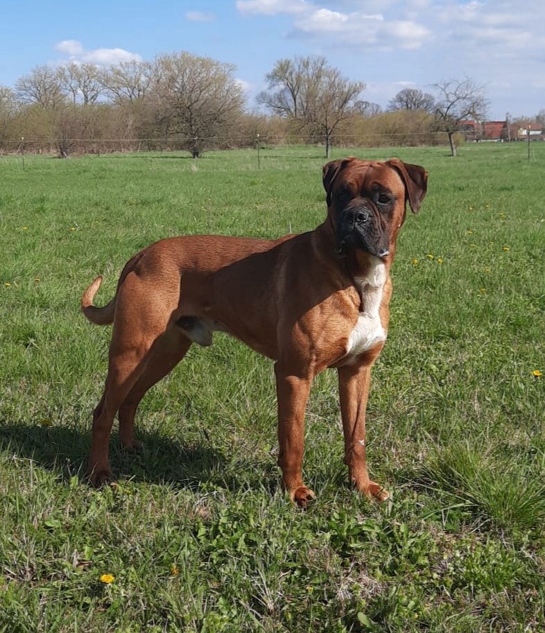 Boxer Deckrüde anzubieten - Hunde - Rossleben-Wiehe 