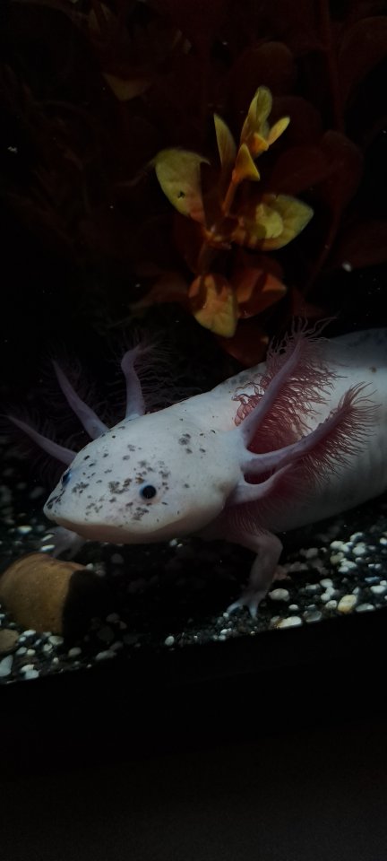 Axolotl Jungtiere ab 15 cm - Fische - Hattingen