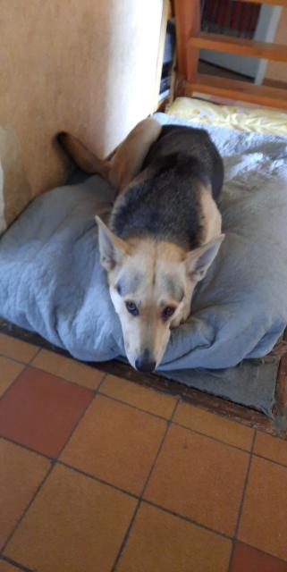 Der perfekte Familienhund - super liebenswerte Husky-Schäfehündin - Hunde - Oranienburg