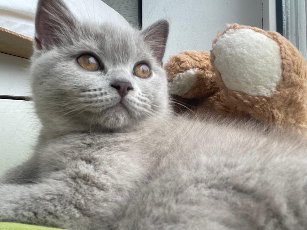 Bkh 15 wochen weibchen - Katzen - Bremen