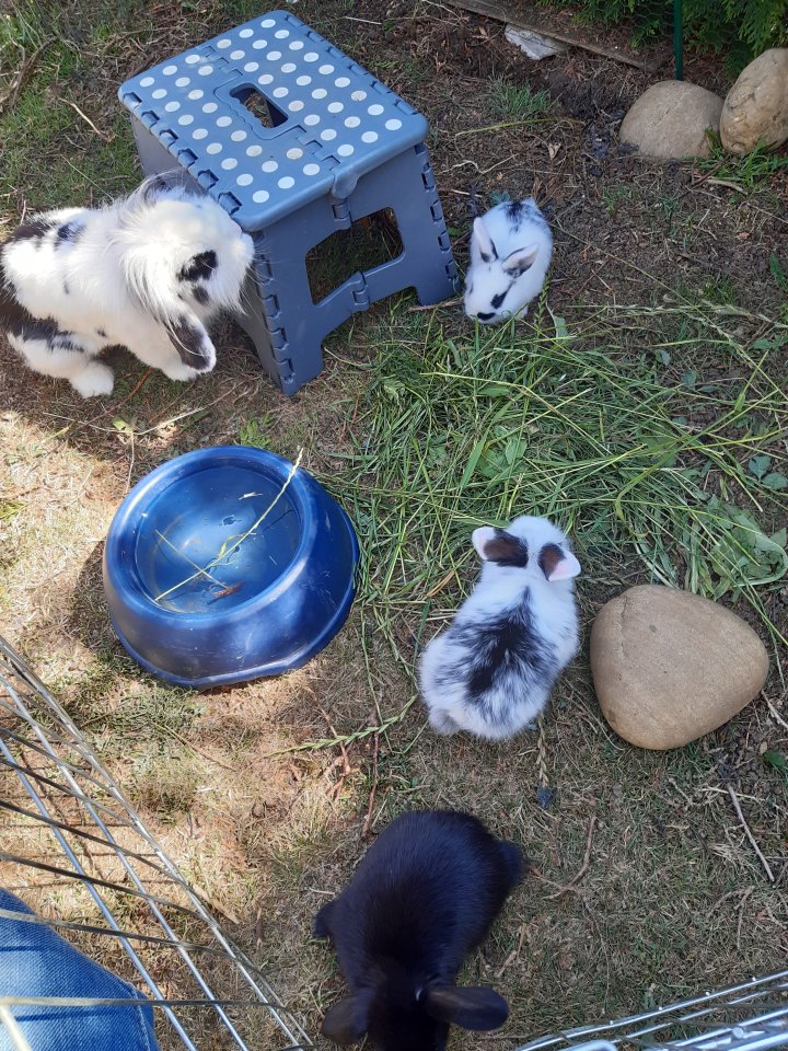 Nachwuchs Zwergwidder/Löwenwidder - Nagetiere - Bissingen