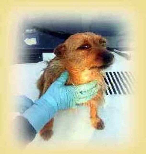 Bijoux sucht liebe Menschen - Tiere In Not - Gerhausen