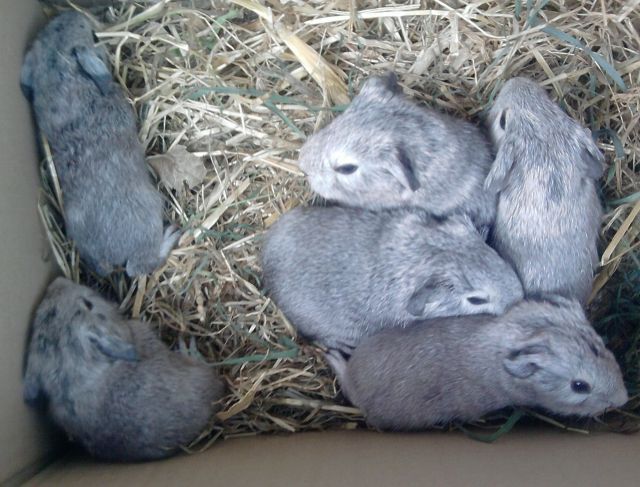 Meerschweinchen - Meerschweinchen - pforzheim