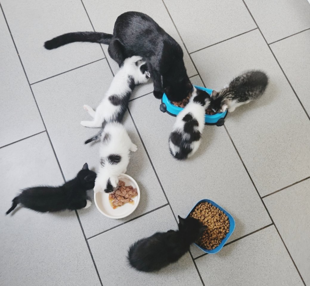 Kitten suchen ab sofort schönes zu Hause - Katzen - Völklingen