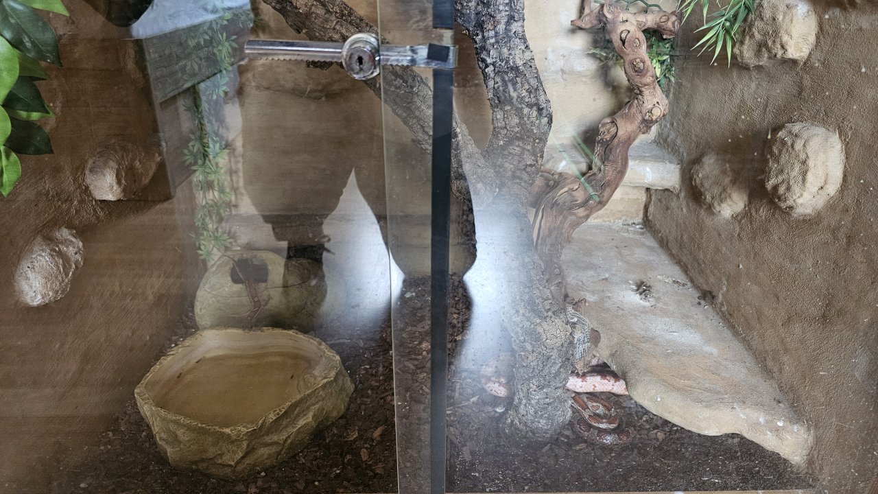 Suche gutes Zuhause für meine 3 Kornnatter - Reptilien - Bochum