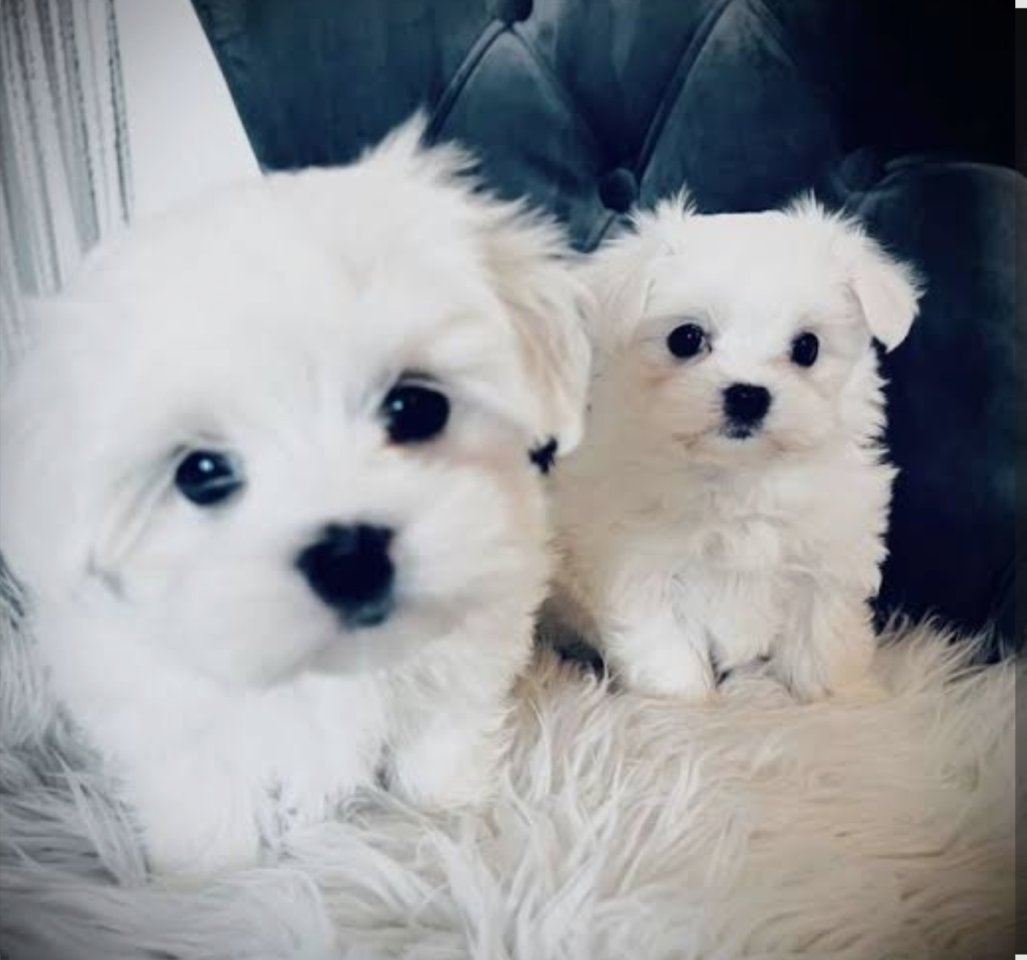 Welpen Malteser Mini.....  - Hunde - 