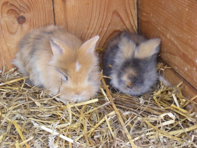 Süße Teddymixe - Hasen Kaninchen - Pfungstadt