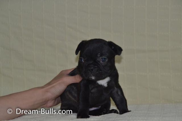 Französische Bulldoggen Welpen tan und tan träger - Hunde - Legden