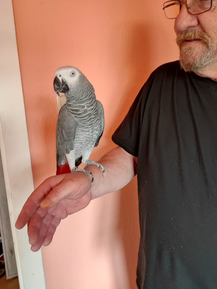 Graupapagei Hahn 5 Jahre - Voegel - St. Wendel