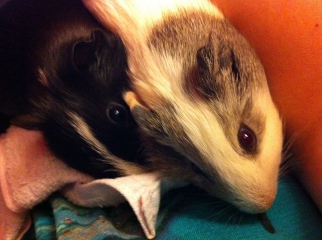 2 weibliche Meerschweinchen inklusive Zubehör - Meerschweinchen - Augsburg