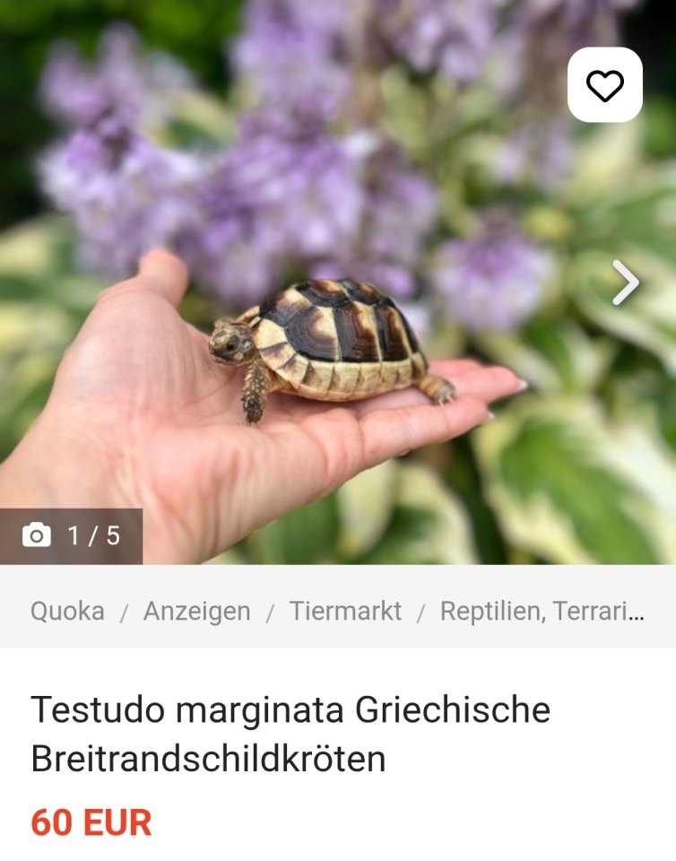 Testudo marginata Breitrandschildkröten - Reptilien - Wassenberg