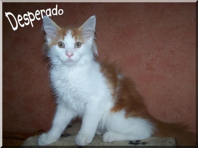 Zauber Kater Desperado - Katzen - Eitorf
