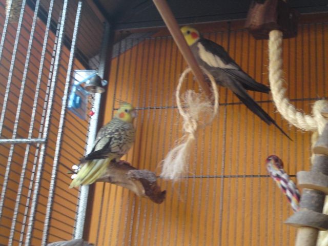 Handzahmes Nymphensittich-Pärchen sucht neues Zuhause!!! - Voegel - Zell a. Main