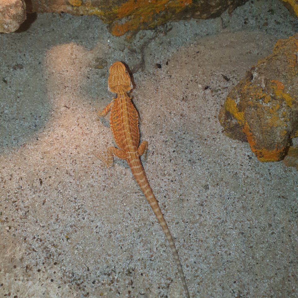 Farb-Bartagame Leatherback - Reptilien - Bad Freienwalde (Oder)