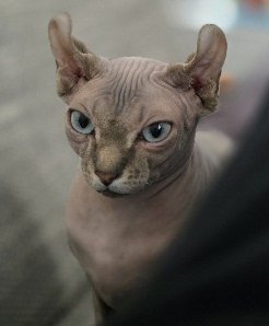 Sphynx Katze Weibchen - Katzen - Mauerstetten