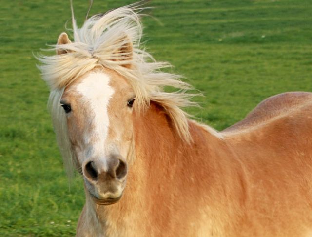 Biete Reitbeteiligung an Haflinger-Stute - Reitbeteiligung - Havixbeck