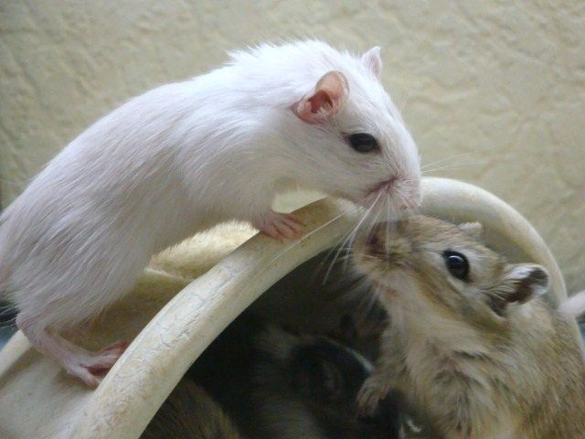 Süße Wüstenrennmäuse warten auf euch ! - Maeuse - Hannover Döhren