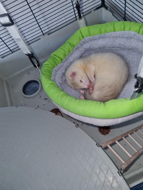 Mein Frettchen Max sucht ein neues Zuhause  - Frettchen - Kassel