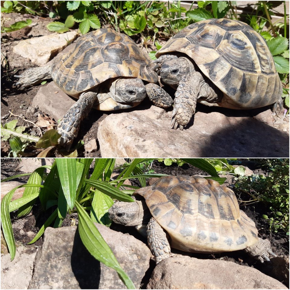 3 griechische Landschildkröten abzugeben - Reptilien - Helsa