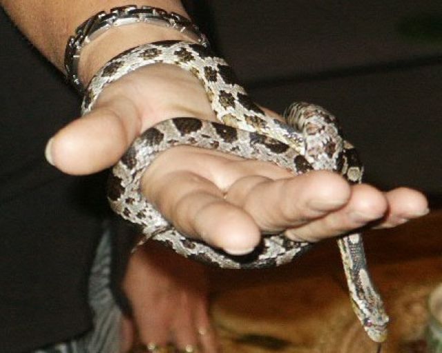 Kornnatter black-albino - Reptilien - Schwandorf