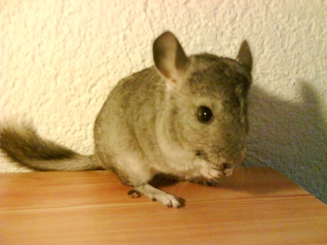 Chinchilla zu verkaufen - Sonst Nagetiere - Herzfelde