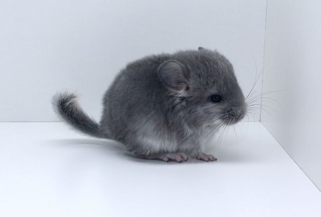 Chinchilla - Sonst Nagetiere - Aufeld 5