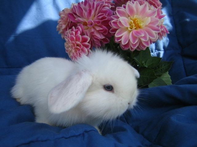 Wir haben Löwenwidder/Teddywidder Mix zu vergeben! - Hasen Kaninchen - Hamburg