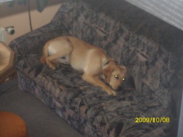 Unser charlie braucht ein neues zu hause | tieranzeigen.net