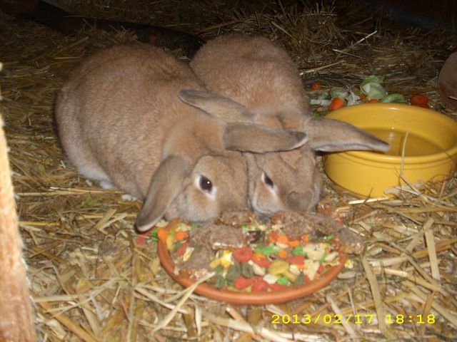 Kaninchenwidderpärchen - Hasen Kaninchen - Groß Rheide