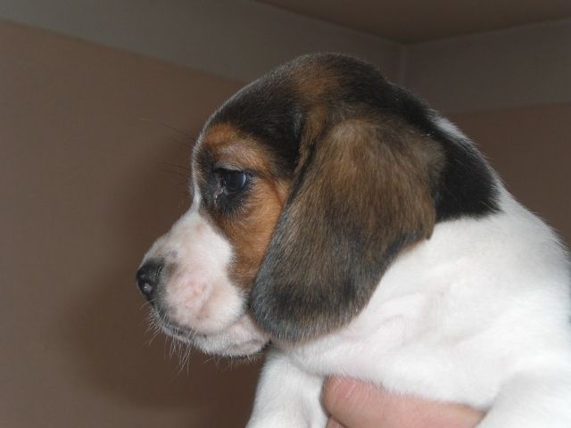 Zauberhafte Beaglewelpen aus kleiner Liebhaberzucht - Hunde - Aldersbach