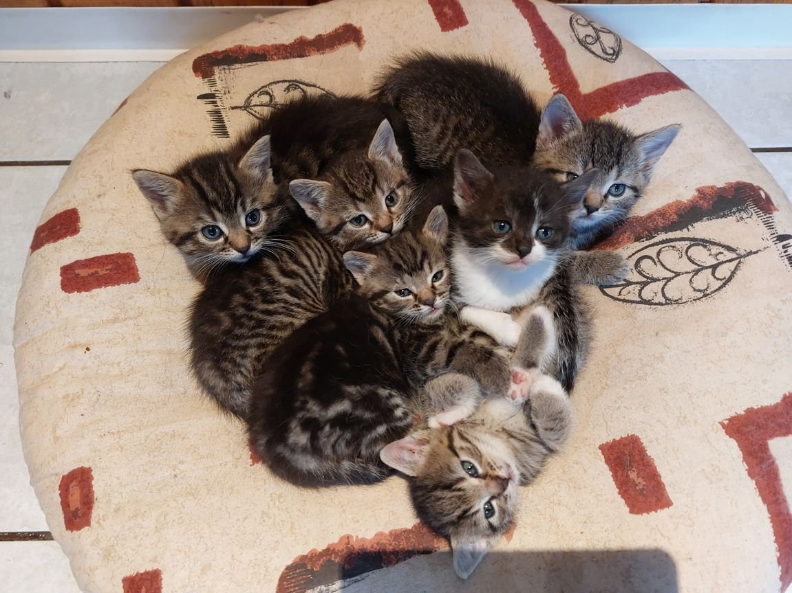 Mischlingskitten Weiblich - Katzen - Sassenburg